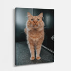 gato caminante