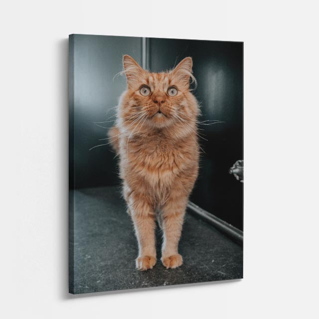 gato caminante