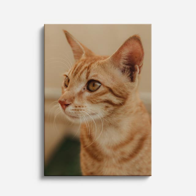perfil naranja