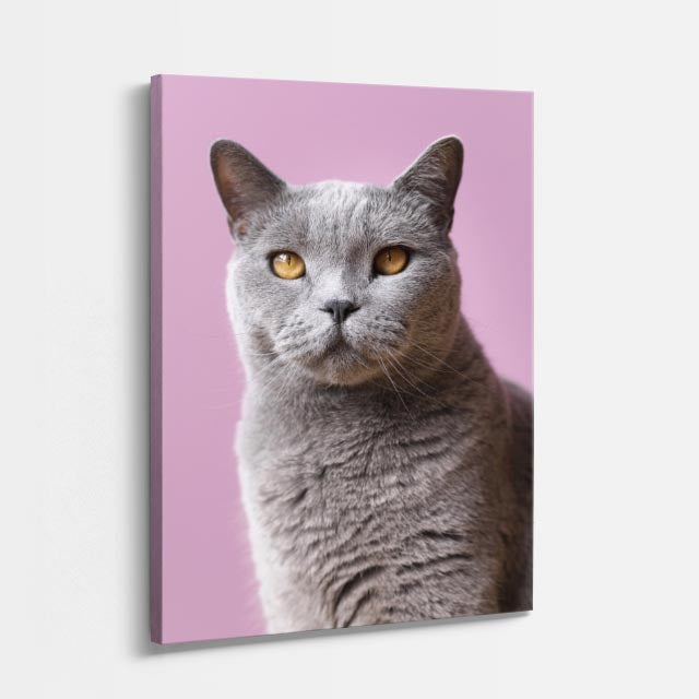 elegancia gris