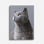 perfil de plata