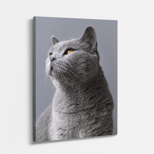 perfil de plata
