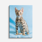 bengalí celeste