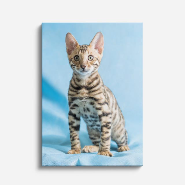 bengalí celeste