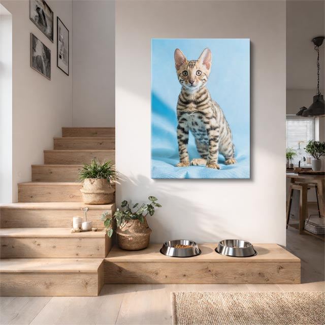 bengalí celeste