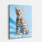 bengalí celeste