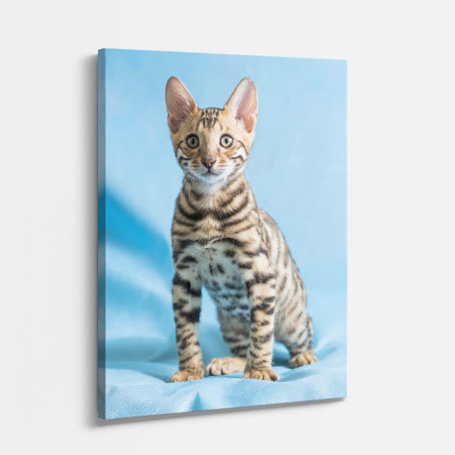 bengalí celeste