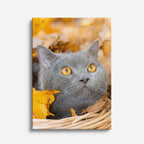 otoño felino