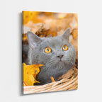 otoño felino