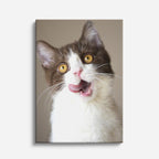 asombro felino