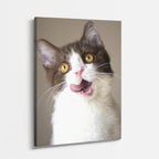 asombro felino