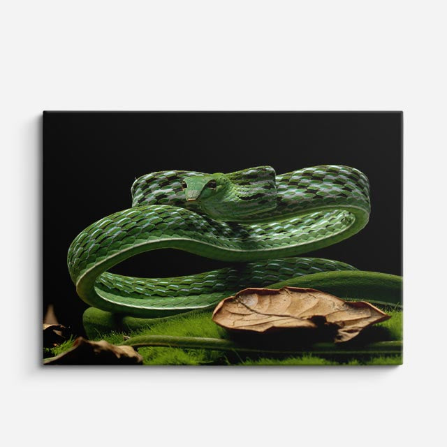 cuadro canvas reptiles anfibios serpiente esmeralda enroscada horizontal
