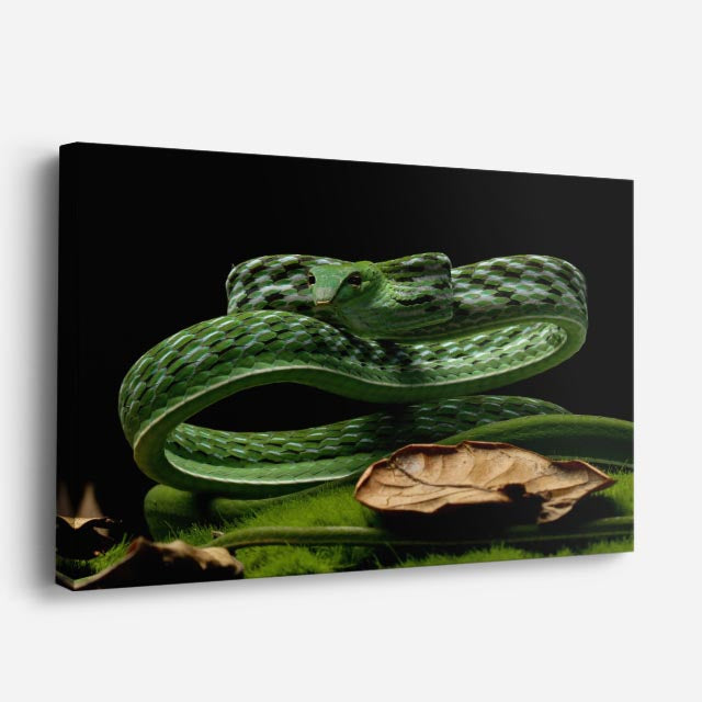 cuadro canvas reptiles anfibios serpiente esmeralda enroscada horizontal