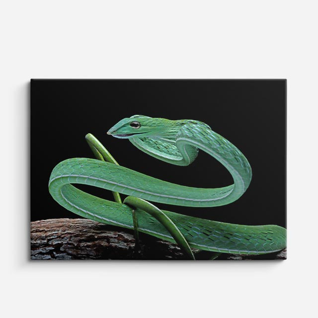 cuadro canvas reptiles anfibios víbora verde silvestre horizontal