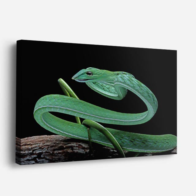 cuadro canvas reptiles anfibios víbora verde silvestre horizontal