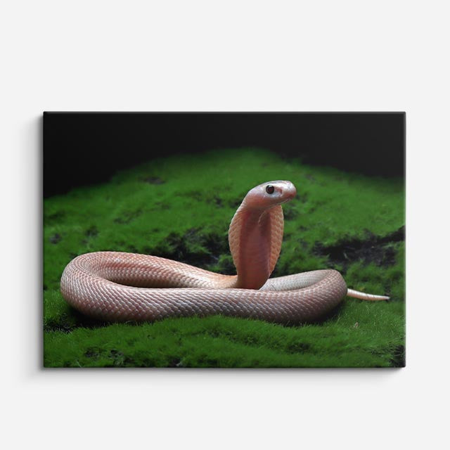 cuadro canvas reptiles anfibios cobra despertando en musgo horizontal