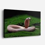 cuadro canvas reptiles anfibios cobra despertando en musgo horizontal