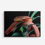 cuadro canvas reptiles anfibios serpiente roja tropical horizontal