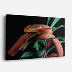 cuadro canvas reptiles anfibios serpiente roja tropical horizontal
