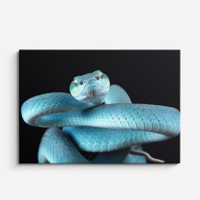 cuadro canvas reptiles anfibios víbora azul celestial horizontal