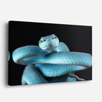 cuadro canvas reptiles anfibios víbora azul celestial horizontal