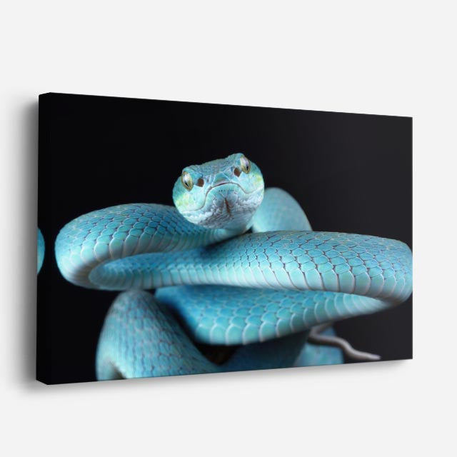 cuadro canvas reptiles anfibios víbora azul celestial horizontal