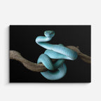cuadro canvas reptiles anfibios serpiente turquesa elegante horizontal