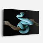 cuadro canvas reptiles anfibios serpiente turquesa elegante horizontal