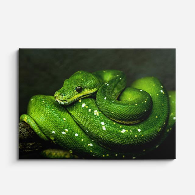 cuadro canvas reptiles anfibios boa verde brillante horizontal