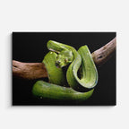 cuadro canvas reptiles anfibios serpiente de rama verde horizontal