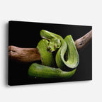 cuadro canvas reptiles anfibios serpiente de rama verde horizontal