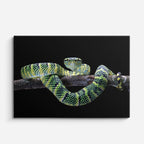 cuadro canvas reptiles anfibios víbora arborícola patrón horizontal