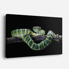 cuadro canvas reptiles anfibios víbora arborícola patrón horizontal