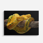 cuadro canvas reptiles anfibios boa amarilla tropical horizontal