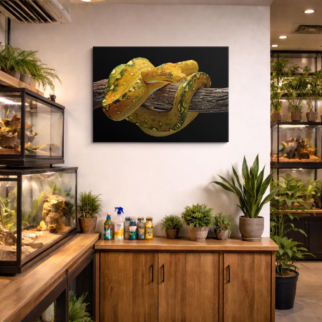 cuadro canvas reptiles anfibios boa amarilla tropical horizontal