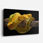 cuadro canvas reptiles anfibios boa amarilla tropical horizontal