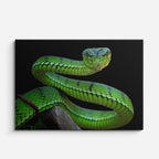 cuadro canvas reptiles anfibios serpiente verde radiante horizontal