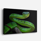 cuadro canvas reptiles anfibios serpiente verde radiante horizontal