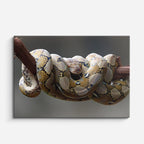 cuadro canvas reptiles anfibios boa real enroscada horizontal