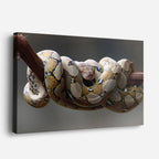 cuadro canvas reptiles anfibios boa real enroscada horizontal