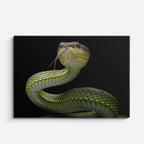 cuadro canvas reptiles anfibios serpiente verde hipnótica horizontal