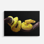 cuadro canvas reptiles anfibios boa amarilla en rama horizontal