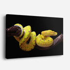 cuadro canvas reptiles anfibios boa amarilla en rama horizontal