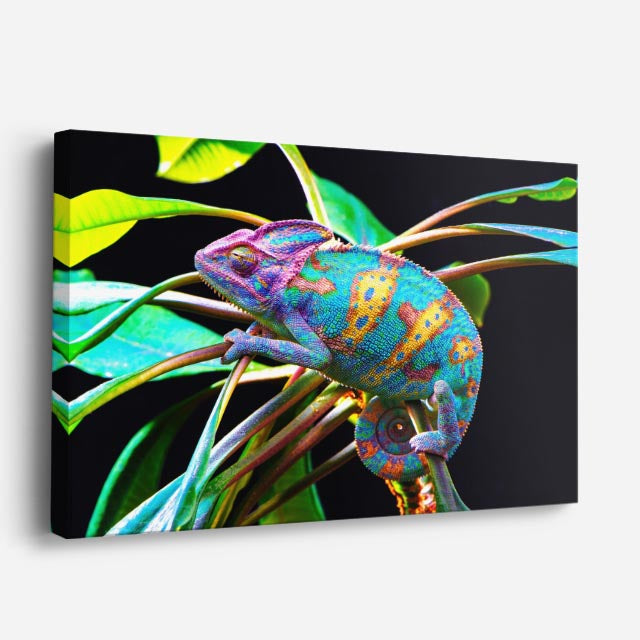 cuadro canvas reptiles anfibios camaleón arcoíris exótico horizontal