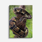 cuadro canvas reptiles anfibios pitón dorada enroscada vertical
