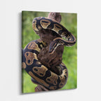 cuadro canvas reptiles anfibios pitón dorada enroscada vertical