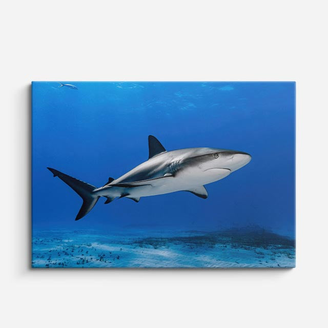 cuadro canvas vida marina tiburón del azul horizontal