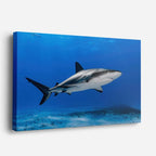 cuadro canvas vida marina tiburón del azul horizontal
