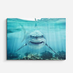 cuadro canvas vida marina sonrisa del océano horizontal