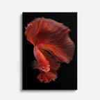 cuadro canvas vida marina fuego del betta vertical